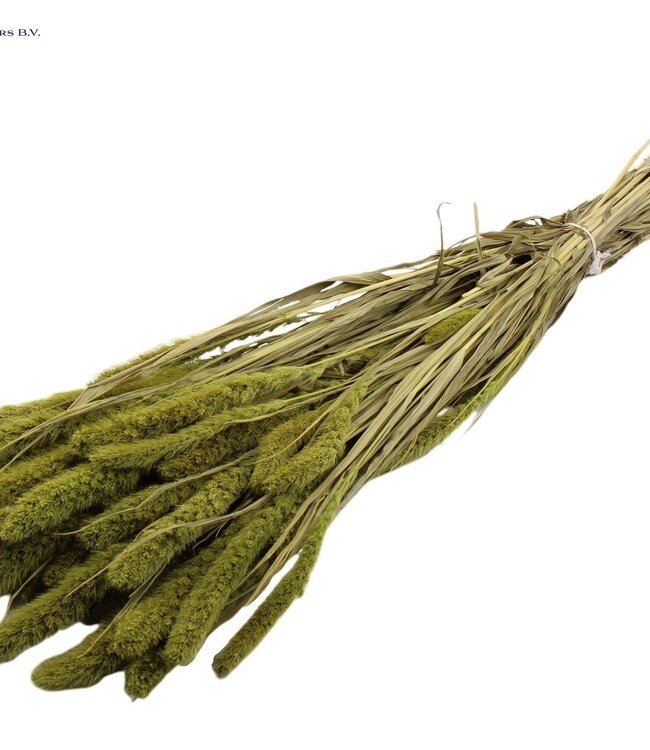 Setaria per bunch Light Green ( x 15 )