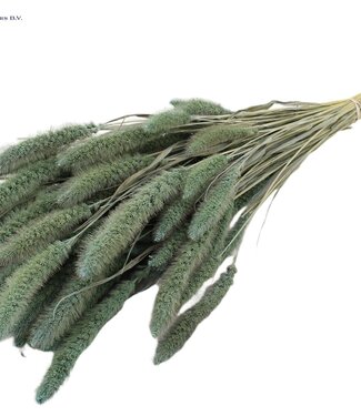 QC Setaria per bunch Frosted Light Blue ( x 15 )