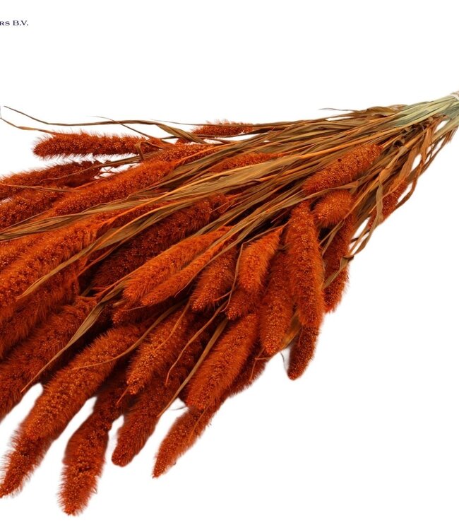 Setaria per bunch Orange ( x 15 )