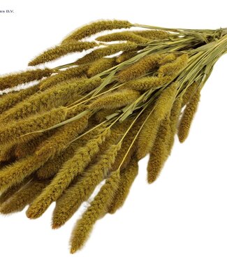 QC Setaria per bunch Yellow ( x 15 )