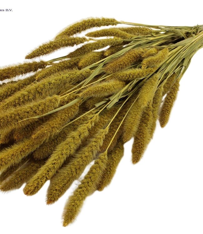 Setaria per bunch Yellow ( x 15 )