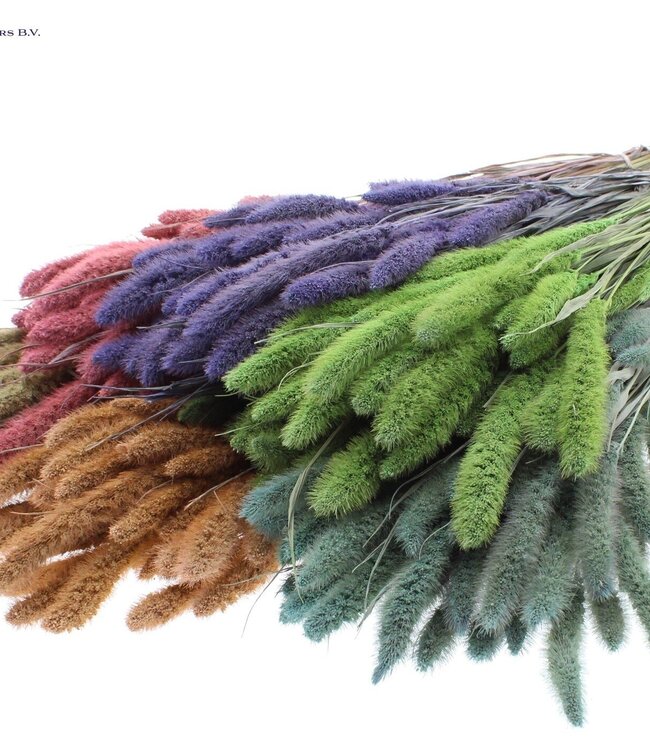 Setaria per bunch Mixed colours Frosted ( x 15 )