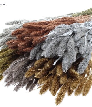 QC Setaria per bunch Mixed colours Metallic ( x 15 )