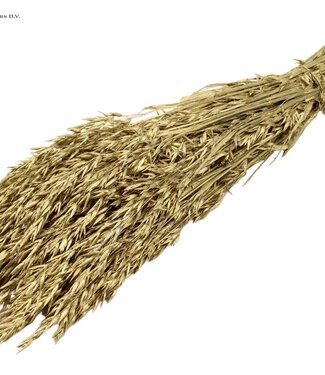 QC Golden dried oats | Avena dried flowers | Length 60 centimetres | Per 6 bunches