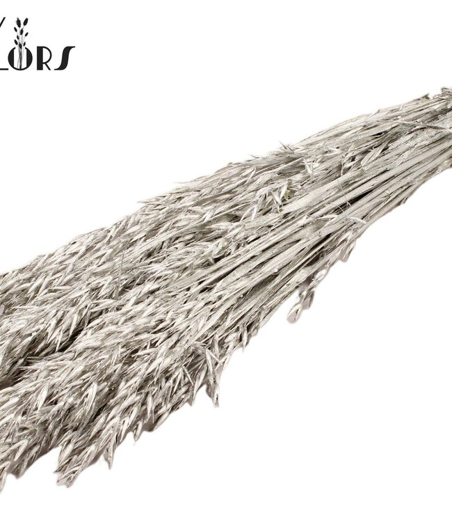 Platinum-coloured dried oats | Avena dried flowers | Length 60 centimetres | Order per 6 bunches