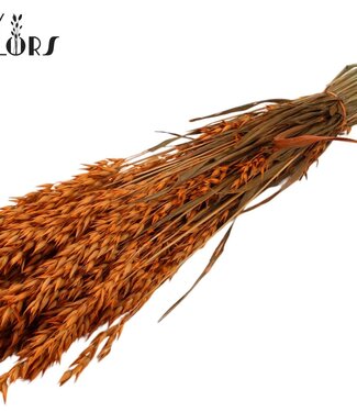 QC Orange dried oats | Avena dried flowers | Length 60 centimetres | Per 6 bunches