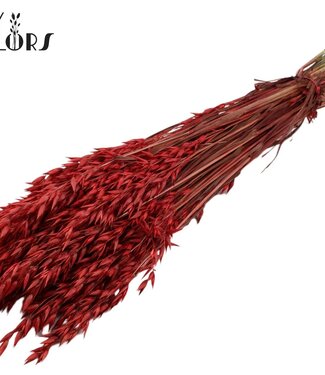 QC Rode gedroogde haver | Avena droogbloemen | Lengte 60 centimeter | Rood | Per 6 bossen