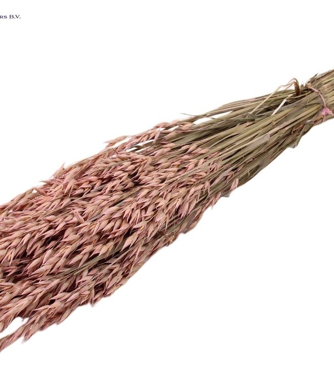 Gedroogde haver mat roze | Avena droogbloemen | Lengte 60 centimeter | Per 6 bossen te bestellen