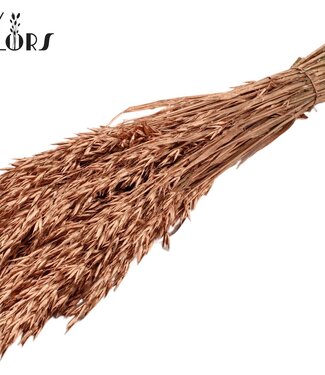 QC Copper-coloured dried oats | Avena dried flowers | Length 60 centimetres | Per 25 bunches