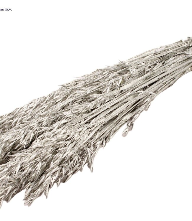 Platinum-coloured dried oats | Avena dried flowers | Length 60 centimetres | Order per 25 bunches