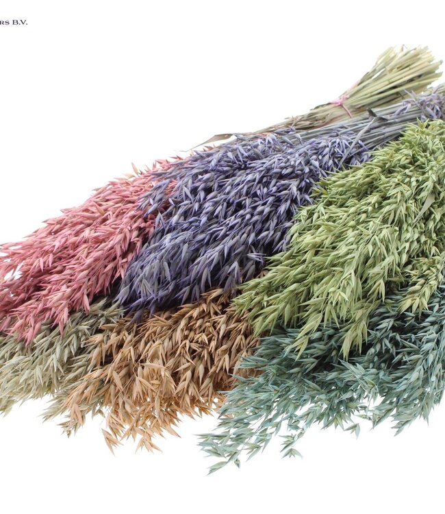 Dried oats matt mixed colours | Avena dried flowers | Length 60 centimetres | Order per 6 bunches