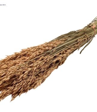 QC Salmon-coloured dried oats | Avena dried flowers | Length 60 centimetres | Per 6 bunches