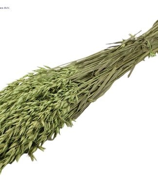 QC Gedroogde haver mat muntgroen | Avena droogbloemen | Lengte 60 centimeter | Per 6 bossen