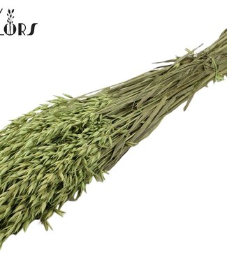 QC Gedroogde haver mat muntgroen | Avena droogbloemen | Lengte 60 centimeter | Per 25 bossen