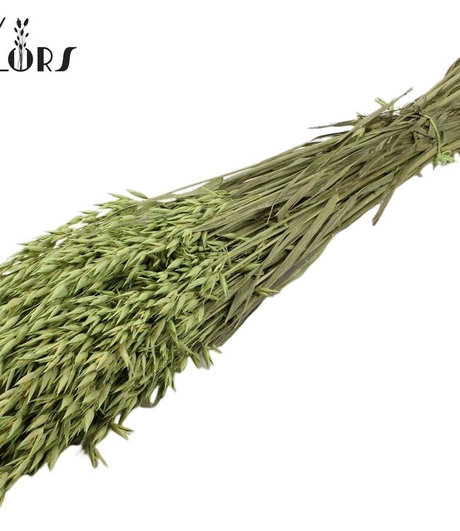 Dried oat mat mint green | Avena dried flowers | Length 60 centimetres | Order per 25 bunches