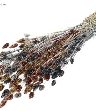 QC Metallic dried Canary Grass mixed colours "Marble Mix" | Phalaris dried flowers | Length 60 centimetres | Per 6 bunches