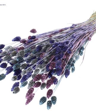 QC Metallic dried Canary Grass mixed colours "Galaxy Mix" | Phalaris dried flowers | Length 60 centimetres | Per 6 bunches