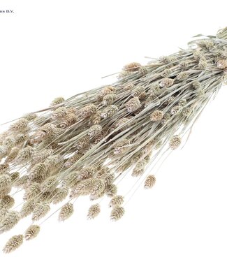 QC Pearly white dried Canary Grass | Phalaris dry flowers | Length 60 centimetres | Per 6 bunches