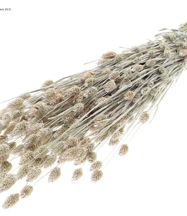 Pearly white dried Canary Grass | Phalaris dried flowers | Length 60 centimetres | Order per 6 bunches