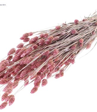 QC Parel roze gedroogd Kanariegras | Phalaris droogbloemen | Lengte 60 centimeter | Per 6 bossen