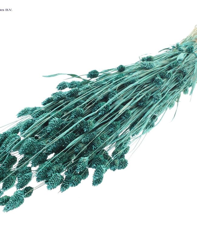 Pearl turquoise dried Canary Grass | Phalaris dried flowers | Length 60 centimetres | Order per 6 bunches