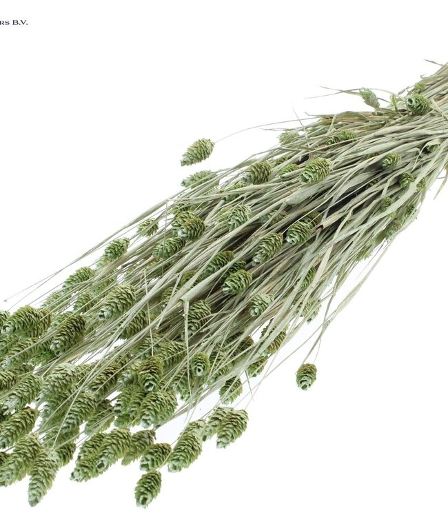 Pearl mint green dried Canary grass | Phalaris dried flowers | Length 60 centimetres | Order per 6 bunches