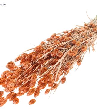 QC Pearl orange dried canary grass | Phalaris dry flowers | Length 60 centimetres | Per 6 bunches