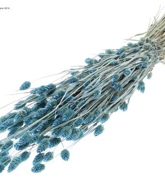 QC Pearl light blue dried Canary Grass | Phalaris dry flowers | Length 60 centimetres | Per 6 bunches