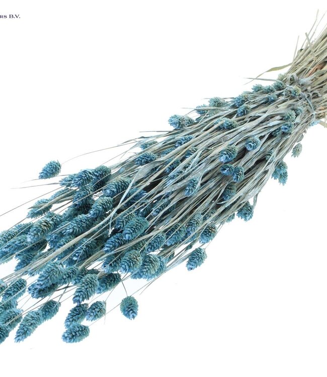 Pearl light blue dried Canary Grass | Phalaris dry flowers | Length 60 centimetres | Order per 6 bunches