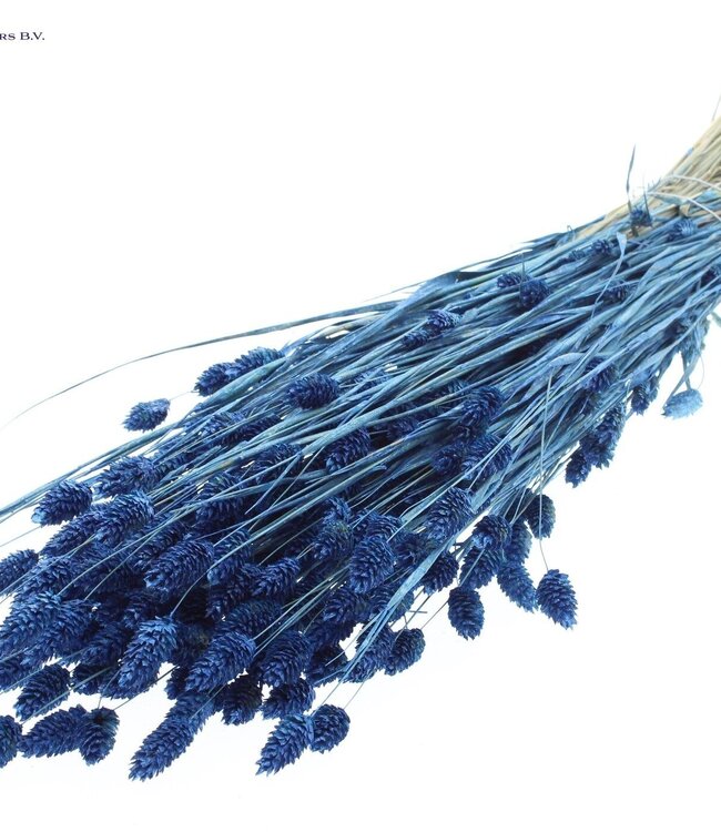 Pearl blue dried Canary Grass | Phalaris dry flowers | Length 60 centimetres | Order per 6 bunches