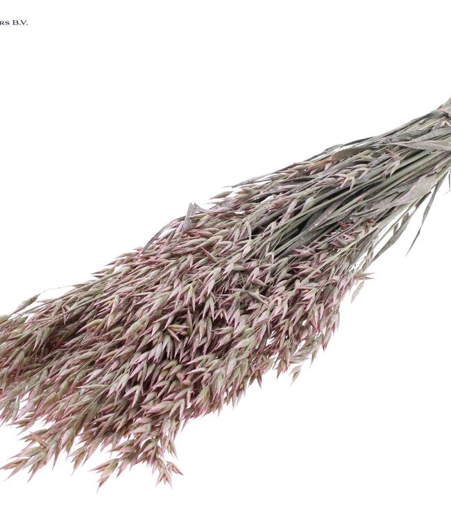 Dried oat pearl pink | Avena dried flowers | Length 60 centimetres | Order per 6 bunches