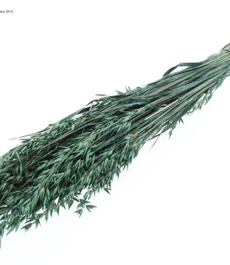 QC Parelgroene gedroogde haver | Avena droogbloemen | Lengte 60 centimeter | Per 6 bossen