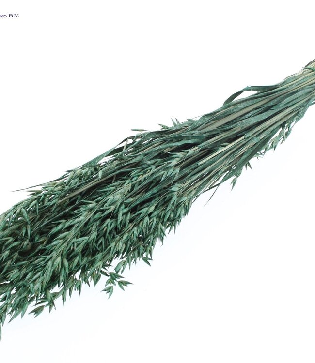 Pearl green dried oats | Avena dry flowers | Length 60 centimetres | Order per 6 bunches