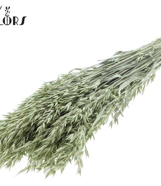 QC Gedroogde haver parel muntgroen | Avena droogbloemen | Lengte 60 centimeter | Per 6 bossen