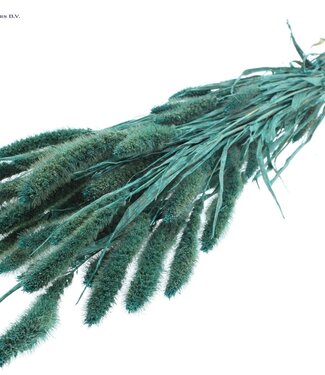 QC Setaria per bunch Pearl Turquoise ( x 6 )