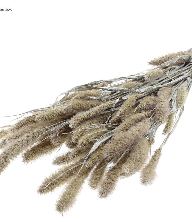 Setaria per bunch Pearl White ( x 6 )