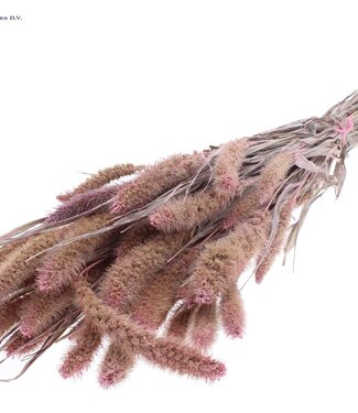 QC Setaria per bunch Pearl Pink ( x 6 )