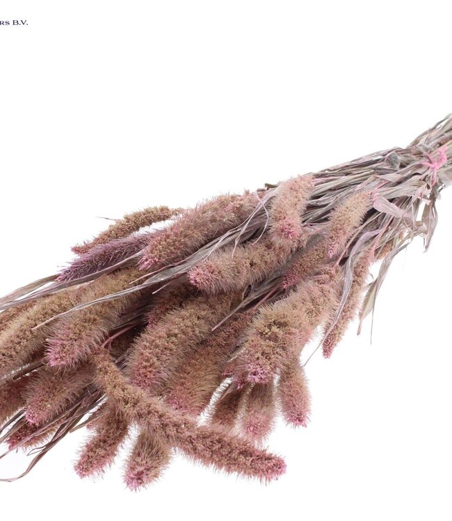 Setaria per bunch Pearl Pink ( x 6 )