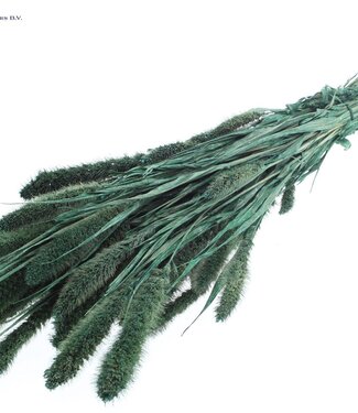 QC Setaria per bunch Pearl Green ( x 6 )