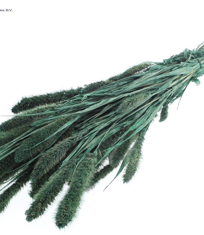 Setaria per bunch Pearl Green ( x 6 )