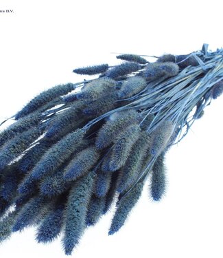 QC Setaria per bunch Pearl Blue ( x 6 )