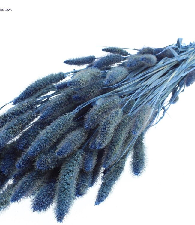 Setaria per bunch Pearl Blue ( x 6 )