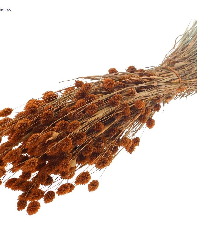 Terracotta coloured dried Canary Grass | Phalaris dry flowers | Length 60 centimetres | Order per 6 bunches