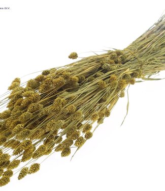 QC Metallic yellow dried Canary Grass | Phalaris dry flowers | Length 60 centimetres | Per 6 bunches