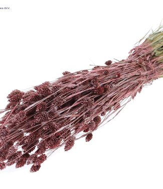 QC Metallic red dried Canary Grass | Phalaris dry flowers | Length 60 centimetres | Per 6 bunches