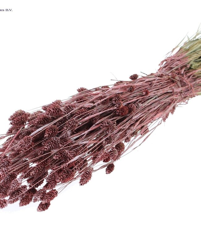 Metaalkleurig rood gedroogd Kanariegras | Phalaris droogbloemen | Lengte 60 centimeter | Per 6 bossen te bestellen