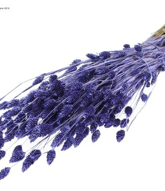 QC Metallic purple dried Canary grass | Phalaris dry flowers | Length 60 centimetres | Per 6 bunches