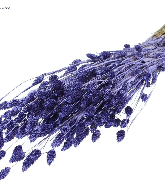 Metallic purple dried canary grass | Phalaris dry flowers | Length 60 centimetres | Order per 6 bunches