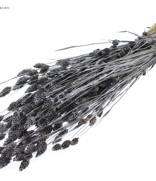 Metallic graphite dried Canary grass | Phalaris dry flowers | Length 60 centimetres | Order per 6 bunches