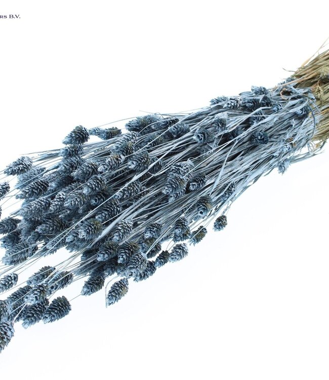 Metallic blue dried canary grass | Phalaris dry flowers | Length 60 centimetres | Order per 6 bunches